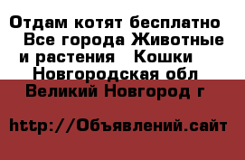 Отдам котят бесплатно  - Все города Животные и растения » Кошки   . Новгородская обл.,Великий Новгород г.